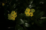 Mahonia aquifolium 'Smaragd' RCP2-08 017.jpg